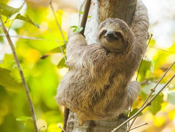 Feeling frenzied? Channel the sloth. Feeling frenzied? Channel the sloth.