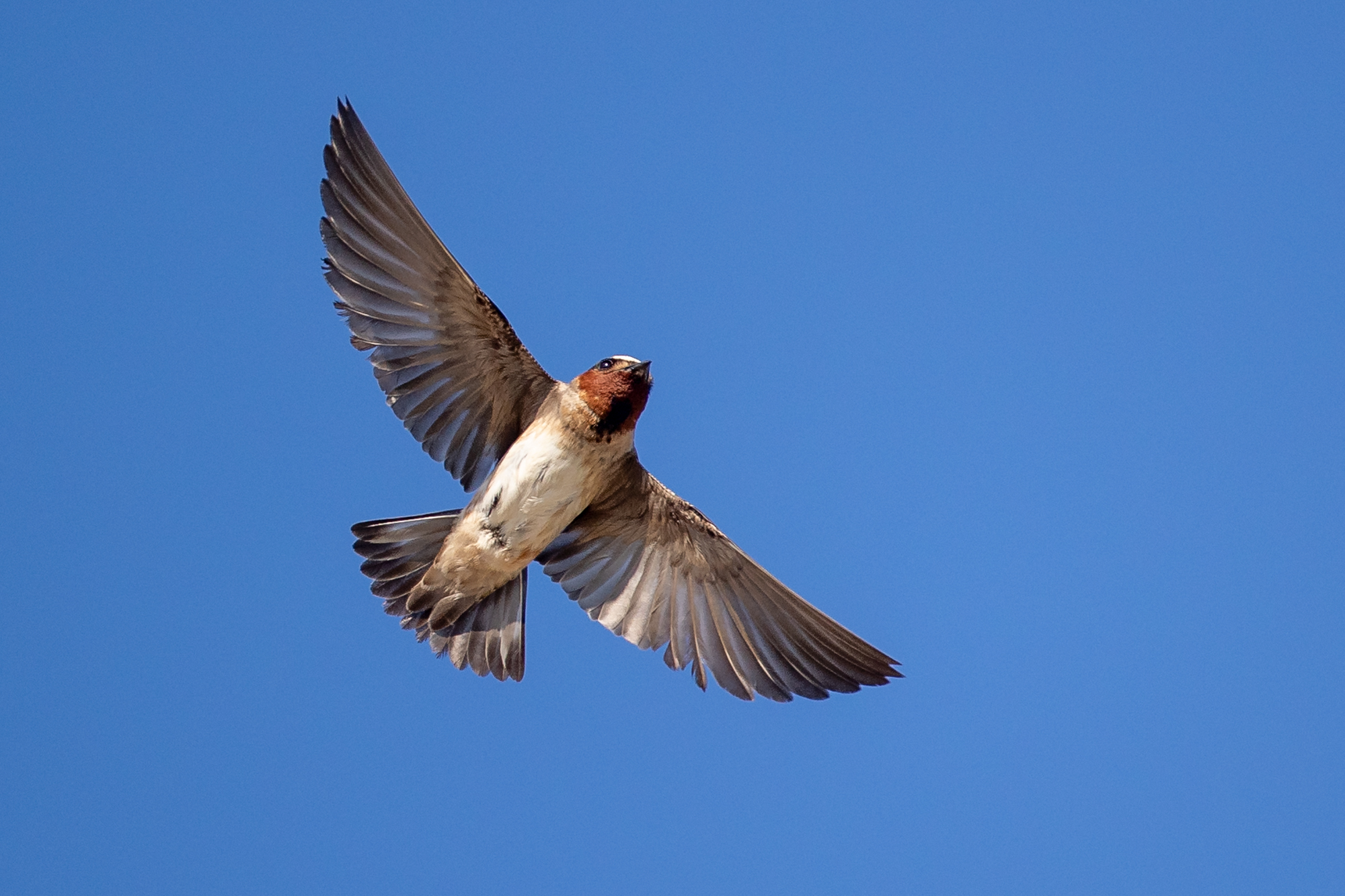Migratory Bird Fest coming to Mitchell Audubon Center Saturday - Vimarsana News
