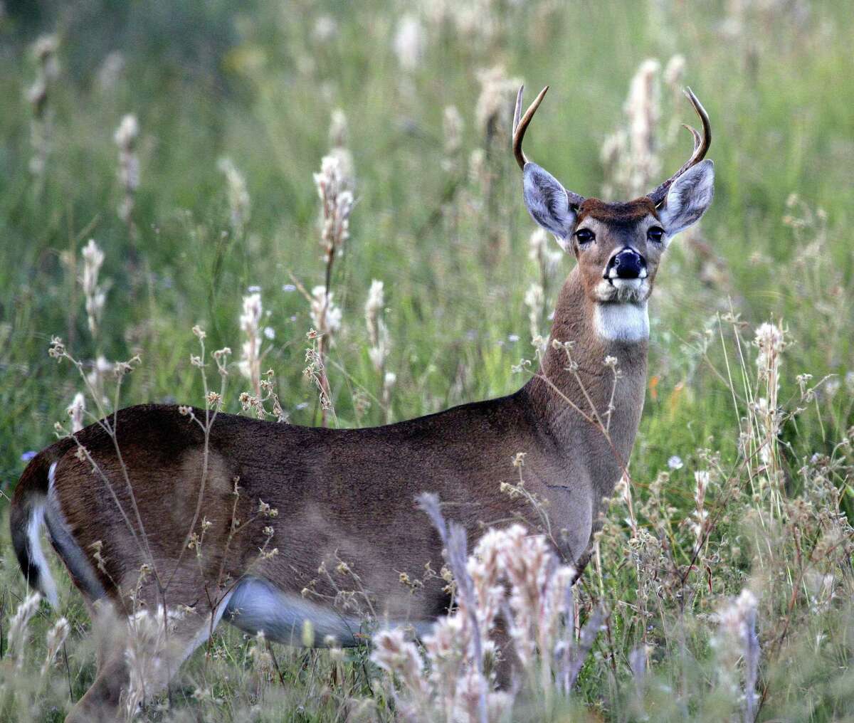 Recently published results of a first-of-it-kind study indicates chronic wasting disease, a transmissible disease affecting the brains of deer and other cervids, causes long-term decline of a free-ranging whitetail deer herd.