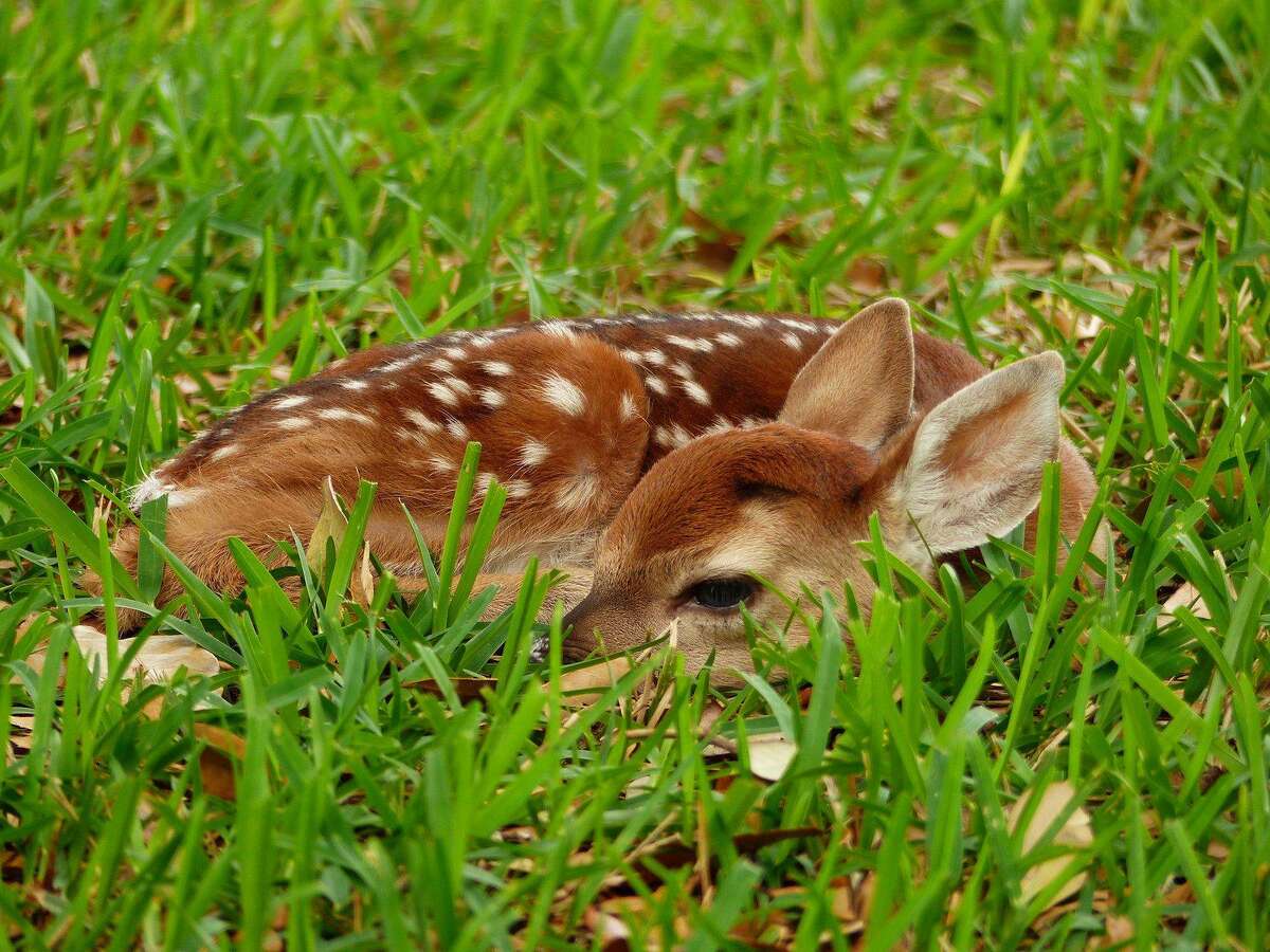 Late spring and early summer are when most fawns are born in Texas. Anyone who comes a fawn that is showing no apparent signs of distress should leave the animal alone and not disturb it. It’s likely the fawn’s mother isn’t very far away.