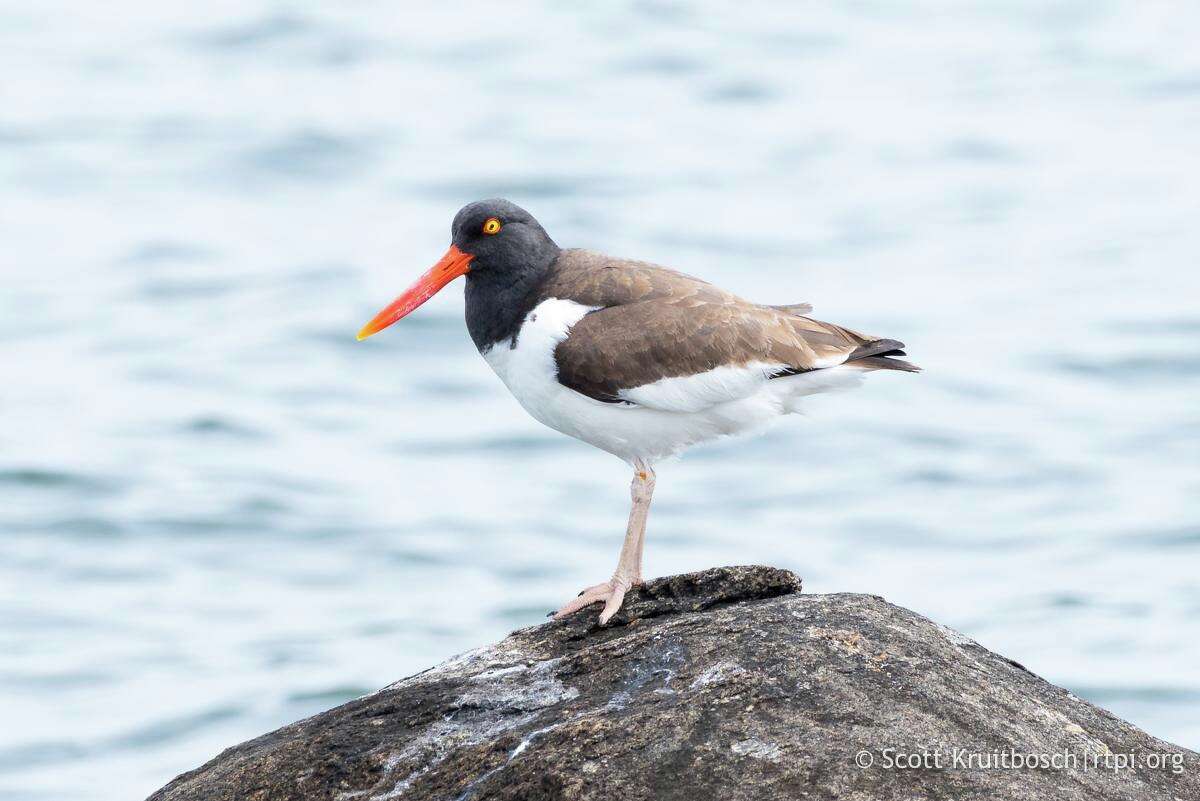 An American oystercatcher