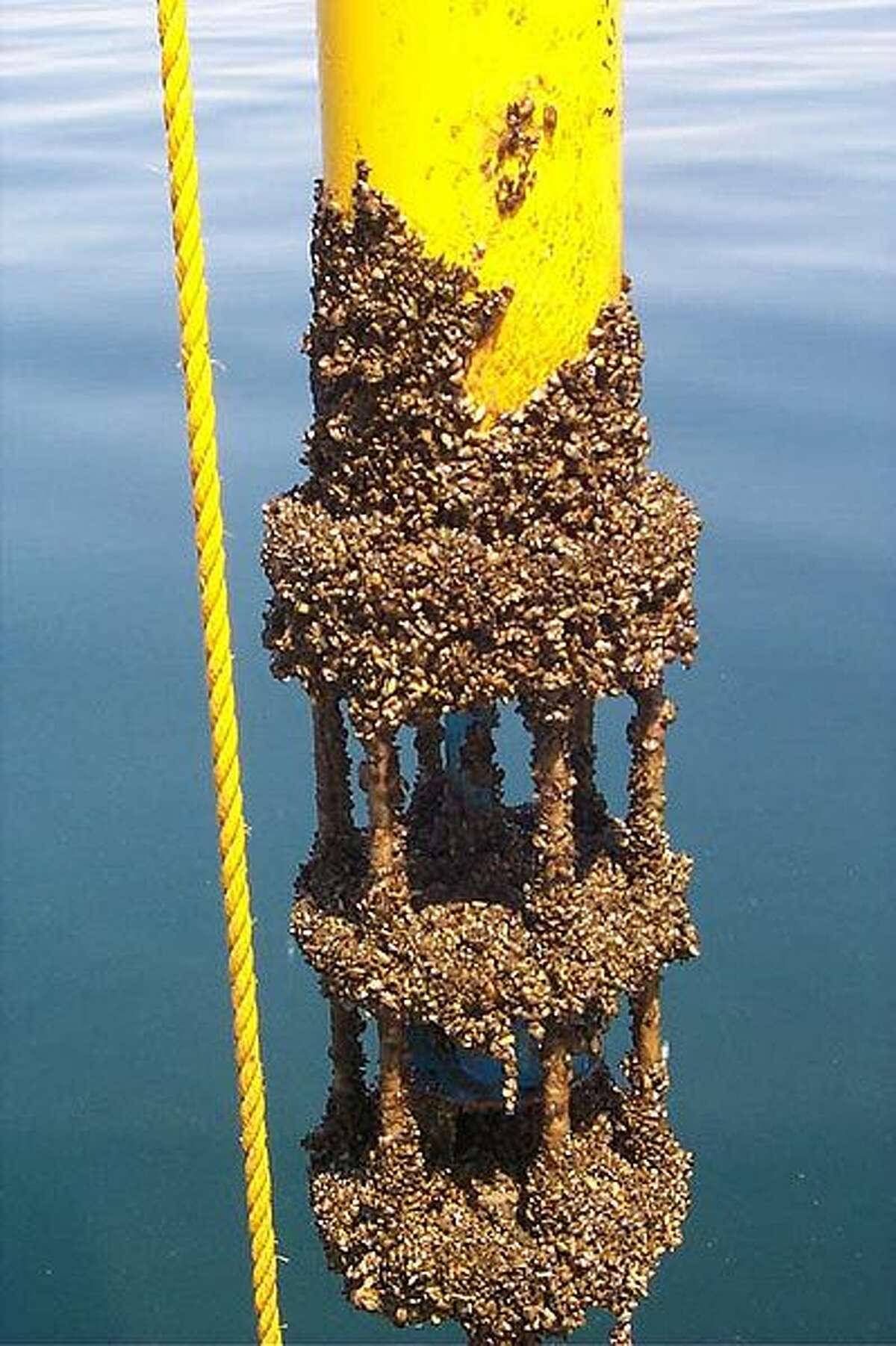 Zebra mussels on a current meter in Lake Michigan