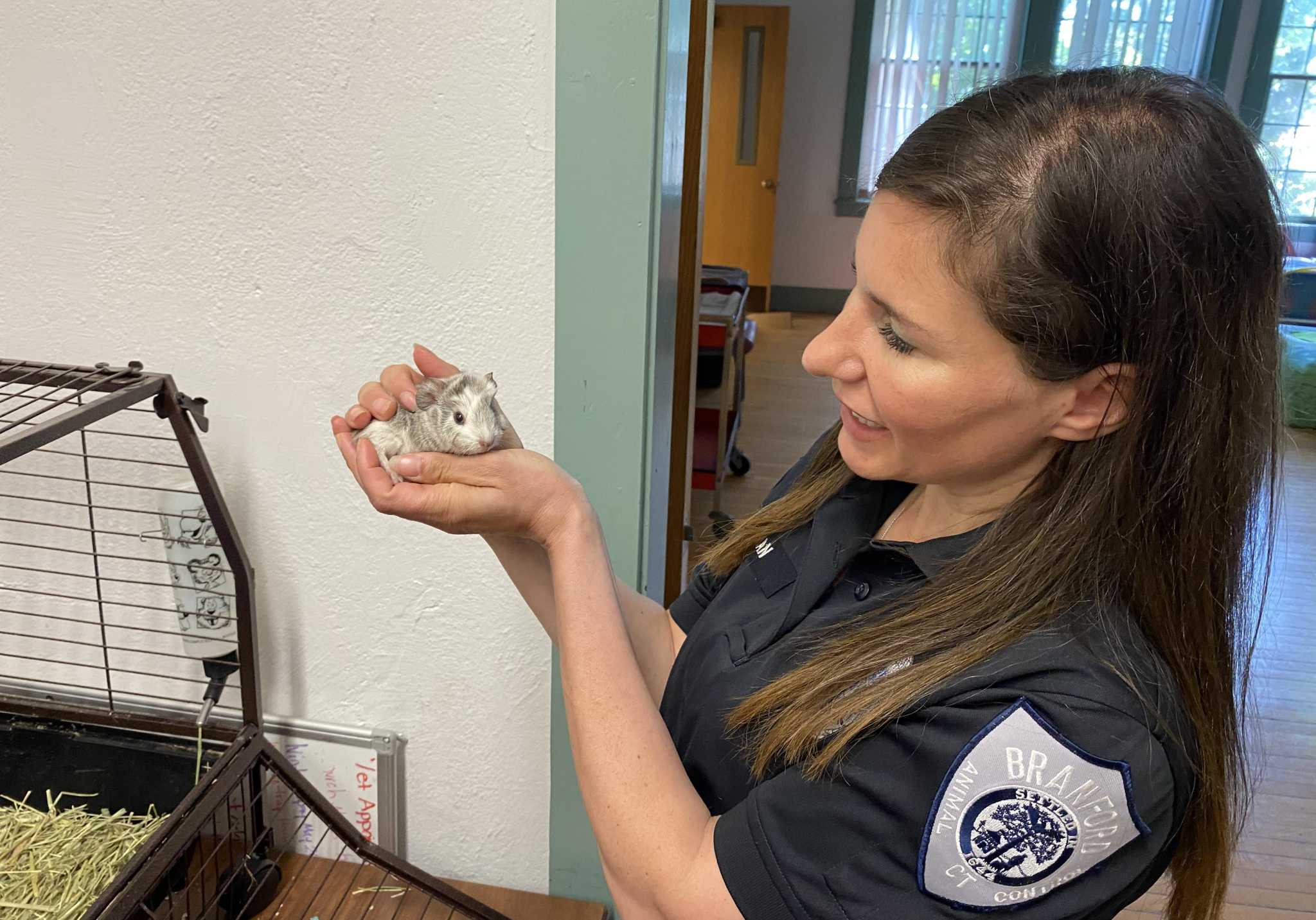 Chinchillas and guinea pigs and snakes, Oh my! Branford shelter open to all critters