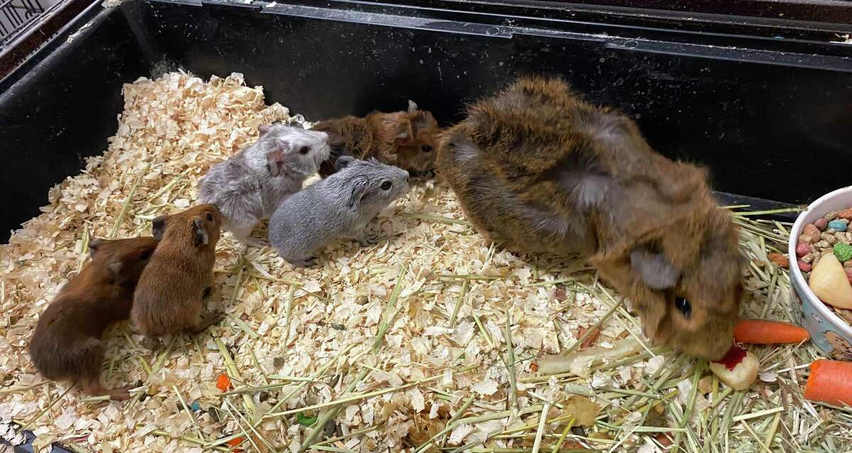 Miss Piggy the guinea pig and her litter, born June 12, 2021, at the Dan Cosgrove Animal Shelter.