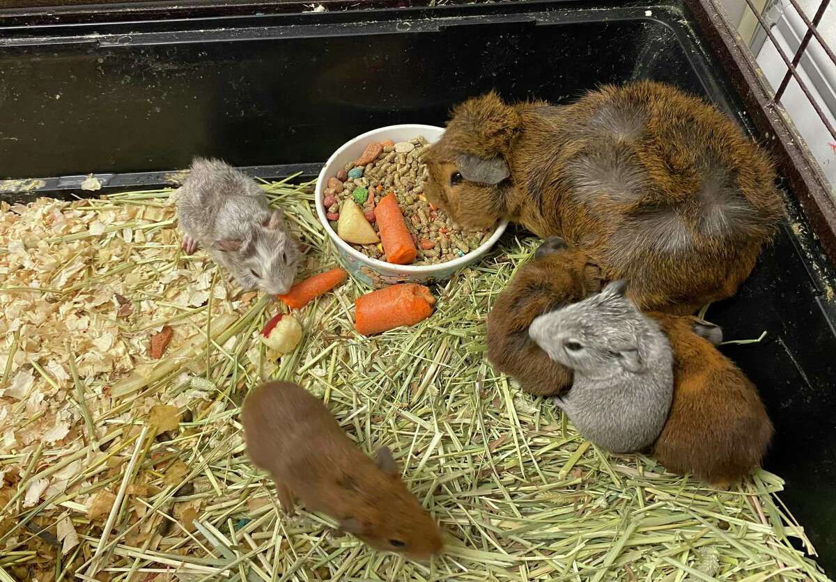 Miss Piggy the guinea pig and her litter, born June 12, 2021, at the Dan Cosgrove Animal Shelter in Branford.