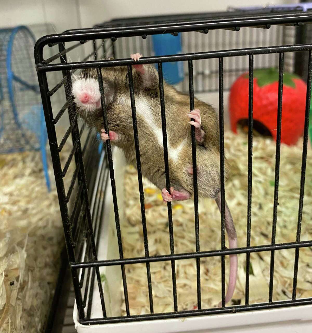 A mouse at the Dan Cosgrove Animal Shelter in Branford.