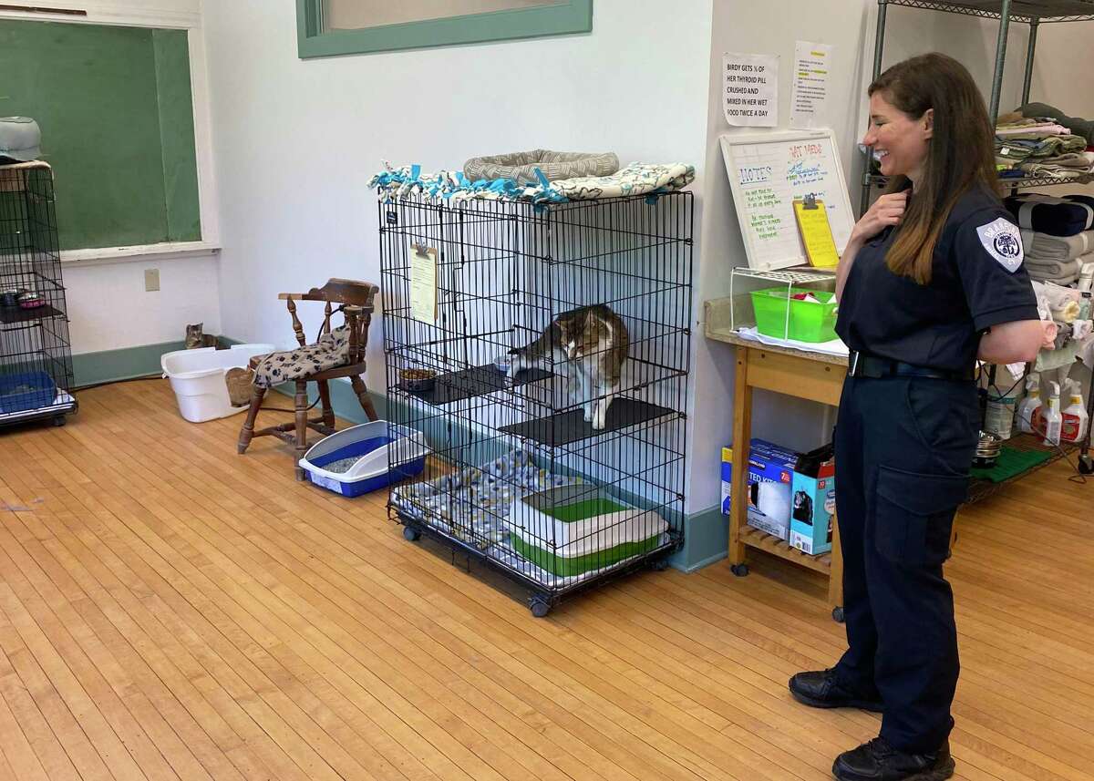 Laura Burban, director of the Dan Cosgrove Animal Shelter, in the cat room at the shelter's temporary location at the Cedar Brook Center in Branford.