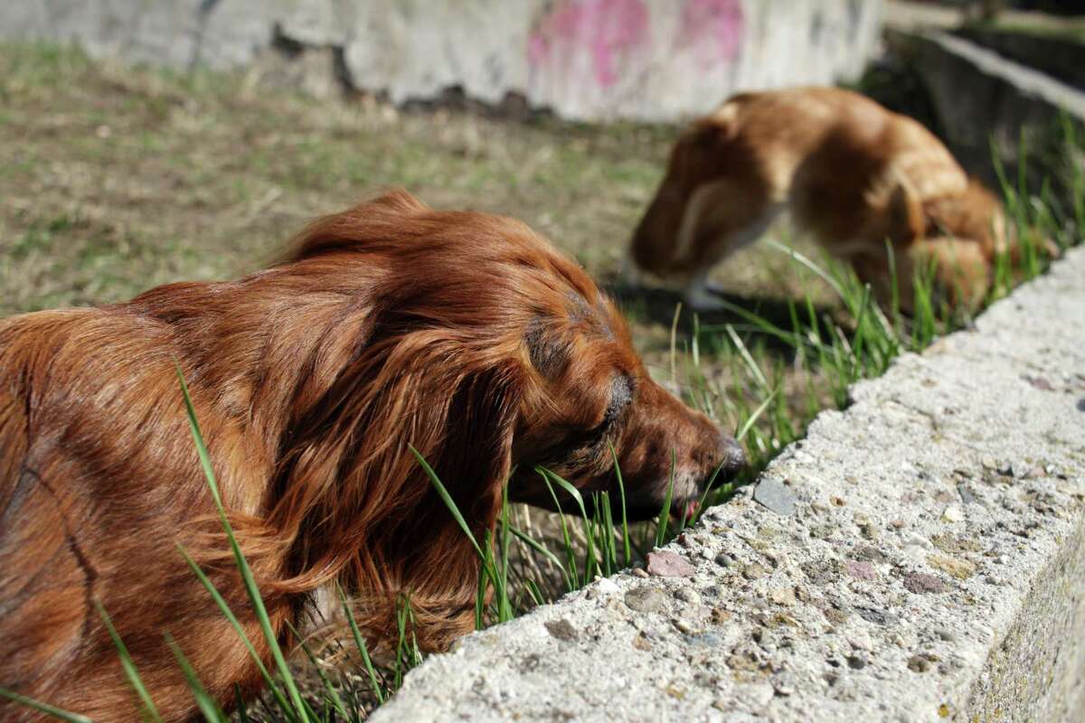 how do you stop a puppy eating poop