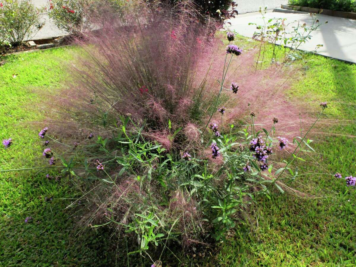 Guide to the best ornamental grasses to plant in San Antonio gardens in