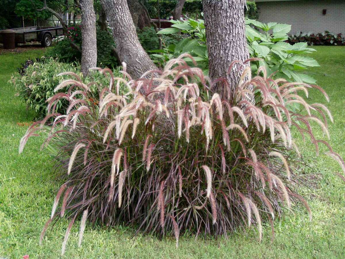 Purple fountain grass can be grown in the sun or shade, but the sunnier the planting site, the more intensely the maroon foliage is colored.