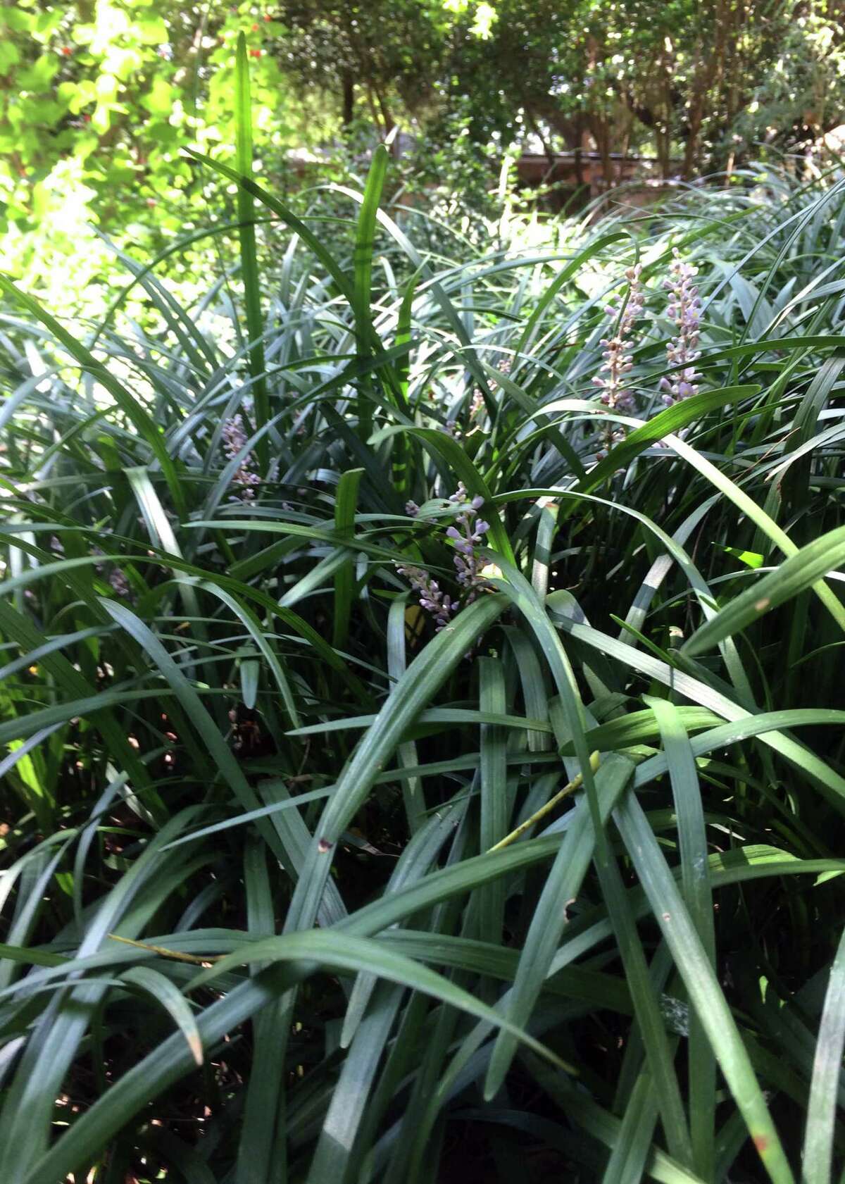 Guide to the best ornamental grasses to plant in San Antonio gardens in