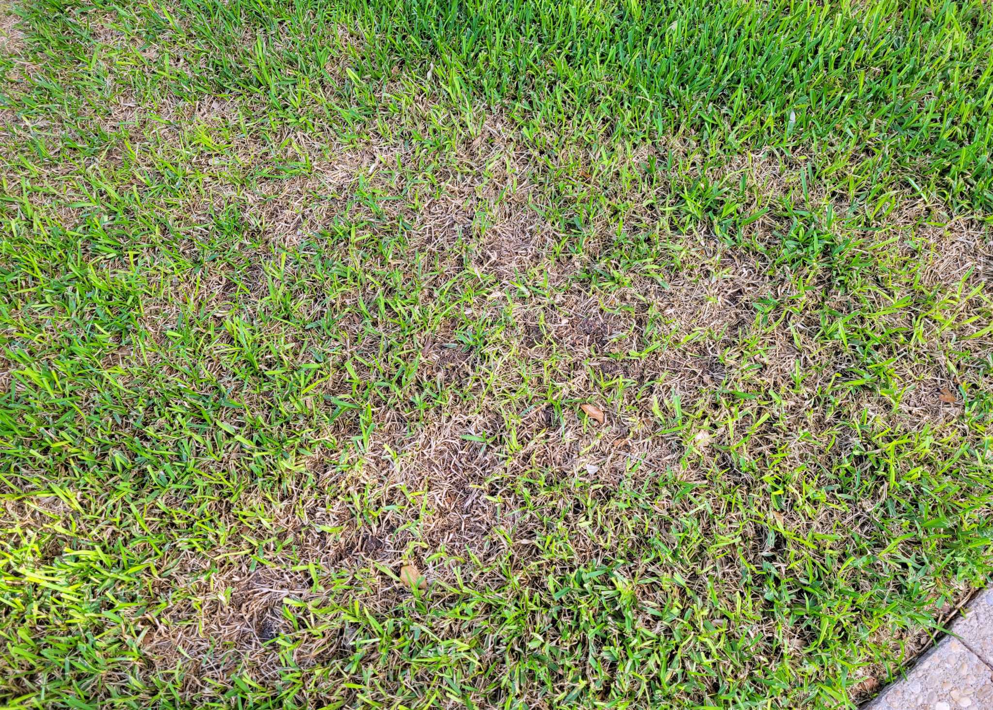 How To Treat Take All Root Rot And Gray Leaf Spot In Your Grass Lawn