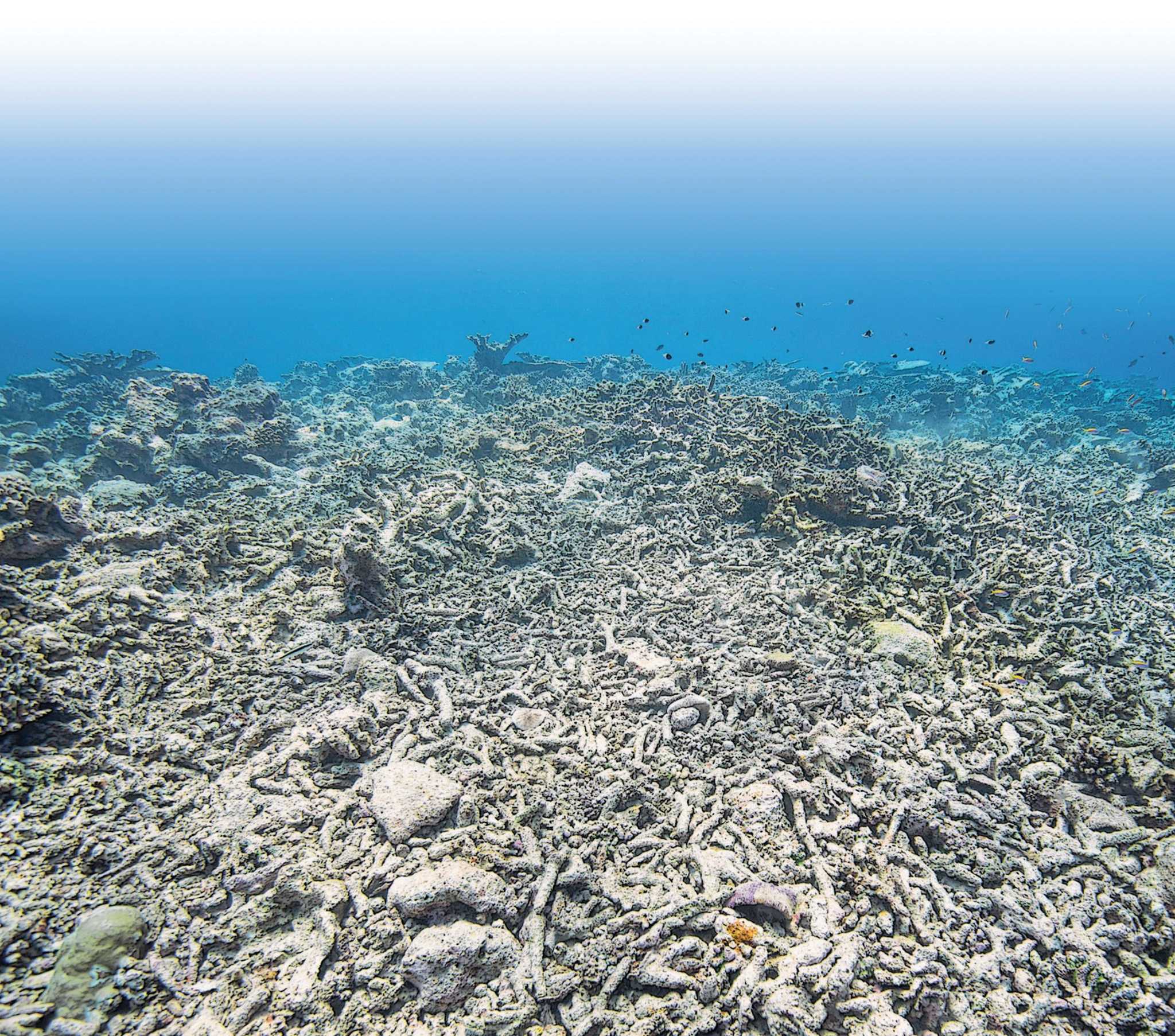 To heal ocean’s health, we need to act quickly