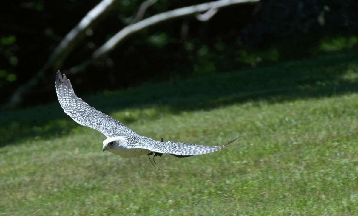 A gyrfalcon in flight at the Connecticut Audubon Society’s Deer Pond Farm.