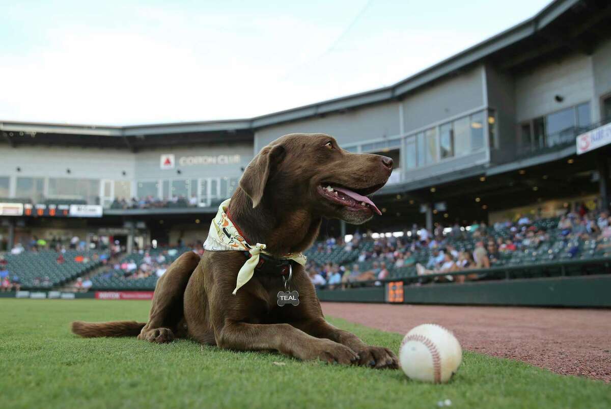 Teal is the ballpark’s protector, unofficial mascot and therapist wrapped into one adorably furry package for the Corpus Christi Hooks and Whataburger Field.
