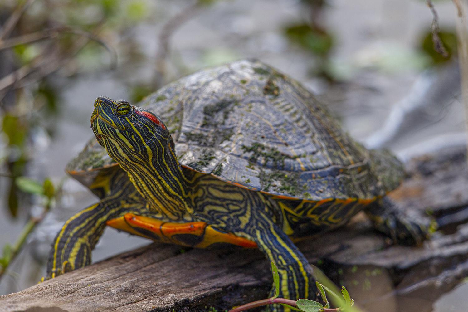 Houston's big turtles date back to dinosaur era