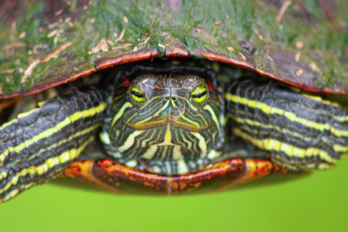 Houston's big turtles date back to dinosaur era