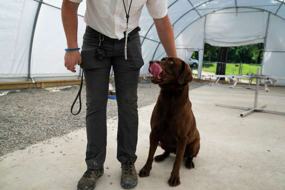 Trainer Barry Magner guides the working dog Miley before completing his training at Tactical Directional Canine in Smithsburg, Maryland in June. 21.