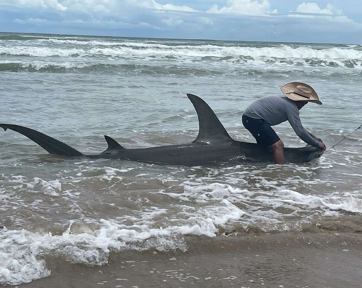 San Antonio man reels in 12foot 'dream' hammerhead shark over Father's