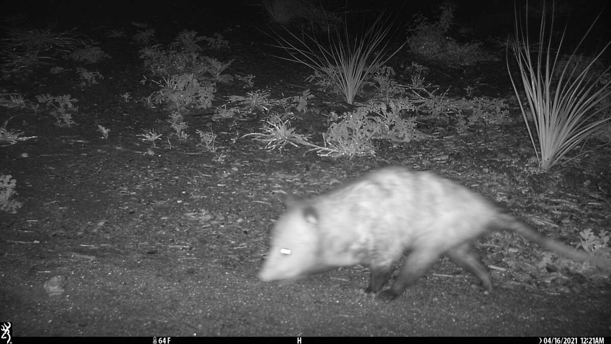 The species photographed on camera are Virginia opossum, cottontail rabbit, white-tailed deer, and coyote. 