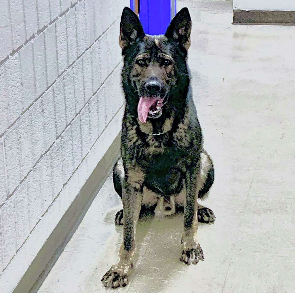 K-9 Jack, from state police Troop E barracks in Montville, Conn., apprehended a Bridgeport man after a disturbance near the Mohegan Sun Casino on June 12, 2021, according to police.