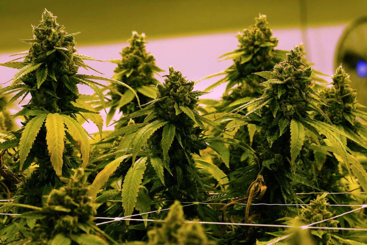 A cannibis plant that is close to harvest grows in a grow room at the Greenleaf Medical Cannabis facility in Richmond, Va., Thursday, June 17, 2021.