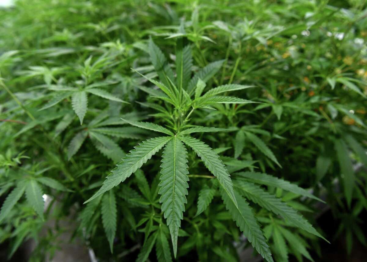 The Connecticut House passed a bill Wednesday, June 16, 2021, that would legalize marijuana in the state. (Brad Horrigan/Hartford Courant/TNS)