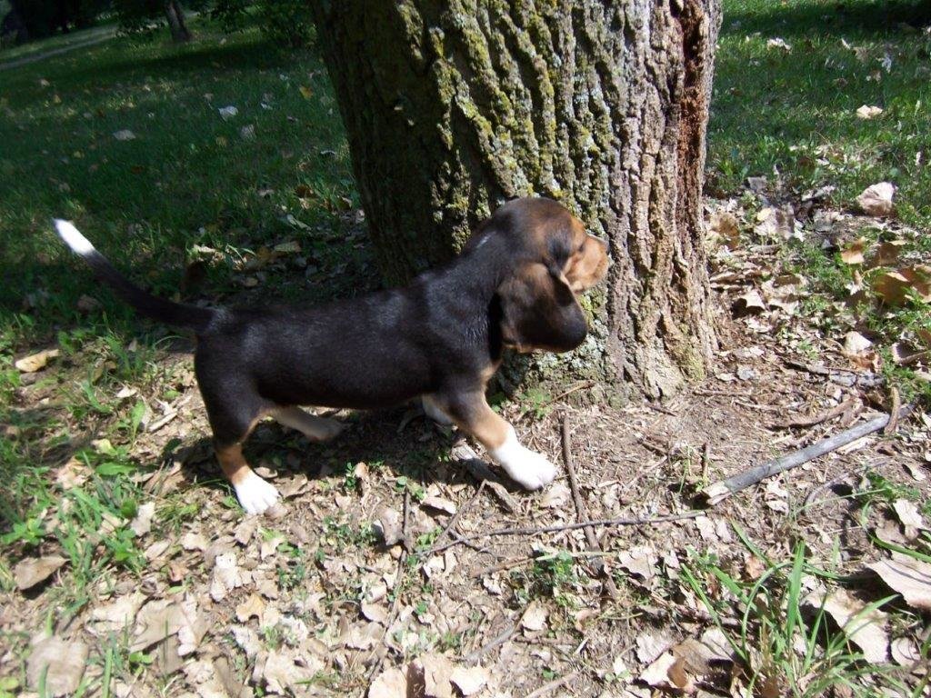 TOM LOUNSBURY: Early summer a great time to get a new puppy - Vimarsana News