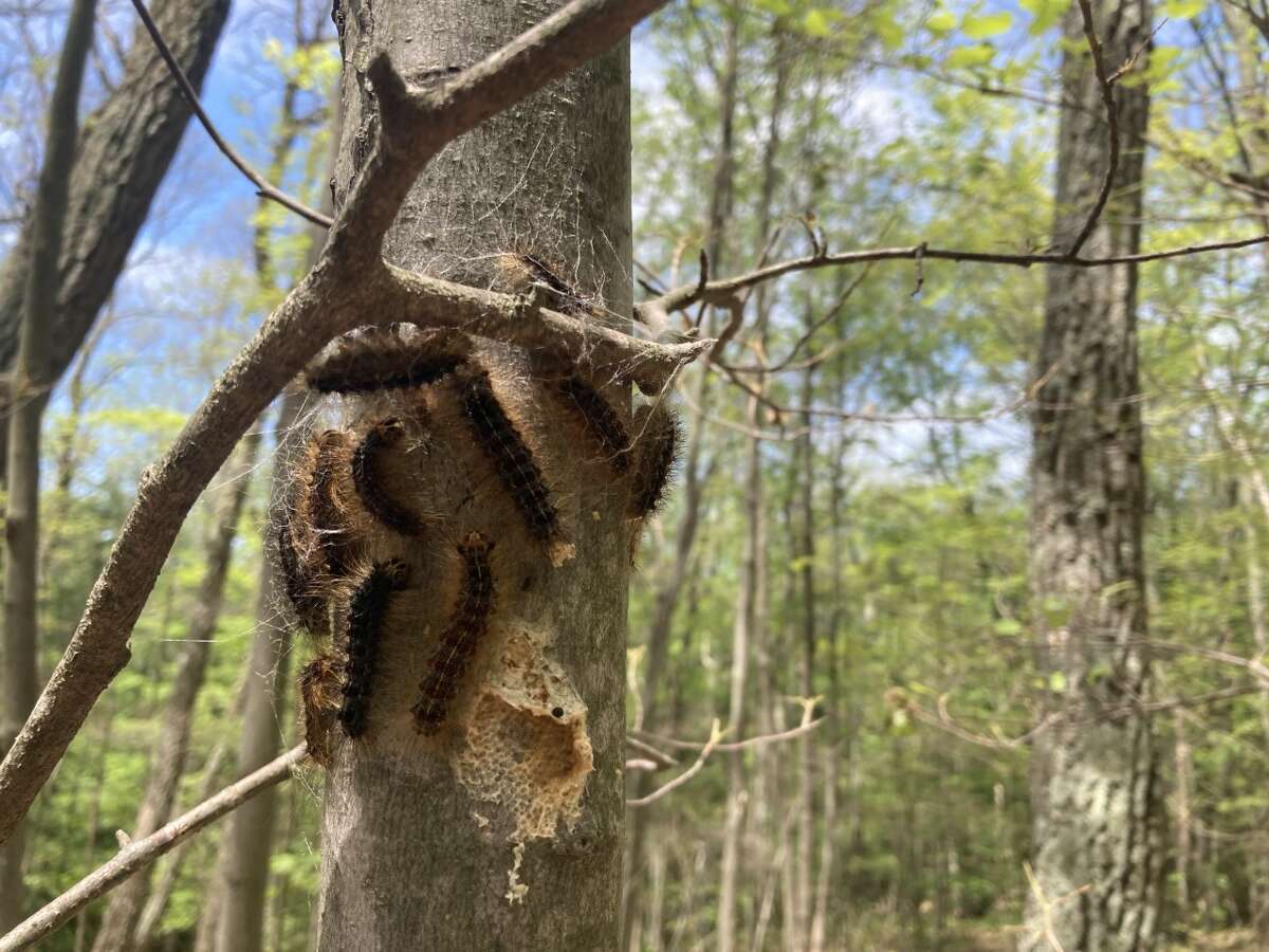 Gypsy Moth caterpillars populate an area of Pittstown State Forest in Pittstown on Sunday, June 20, 2021.