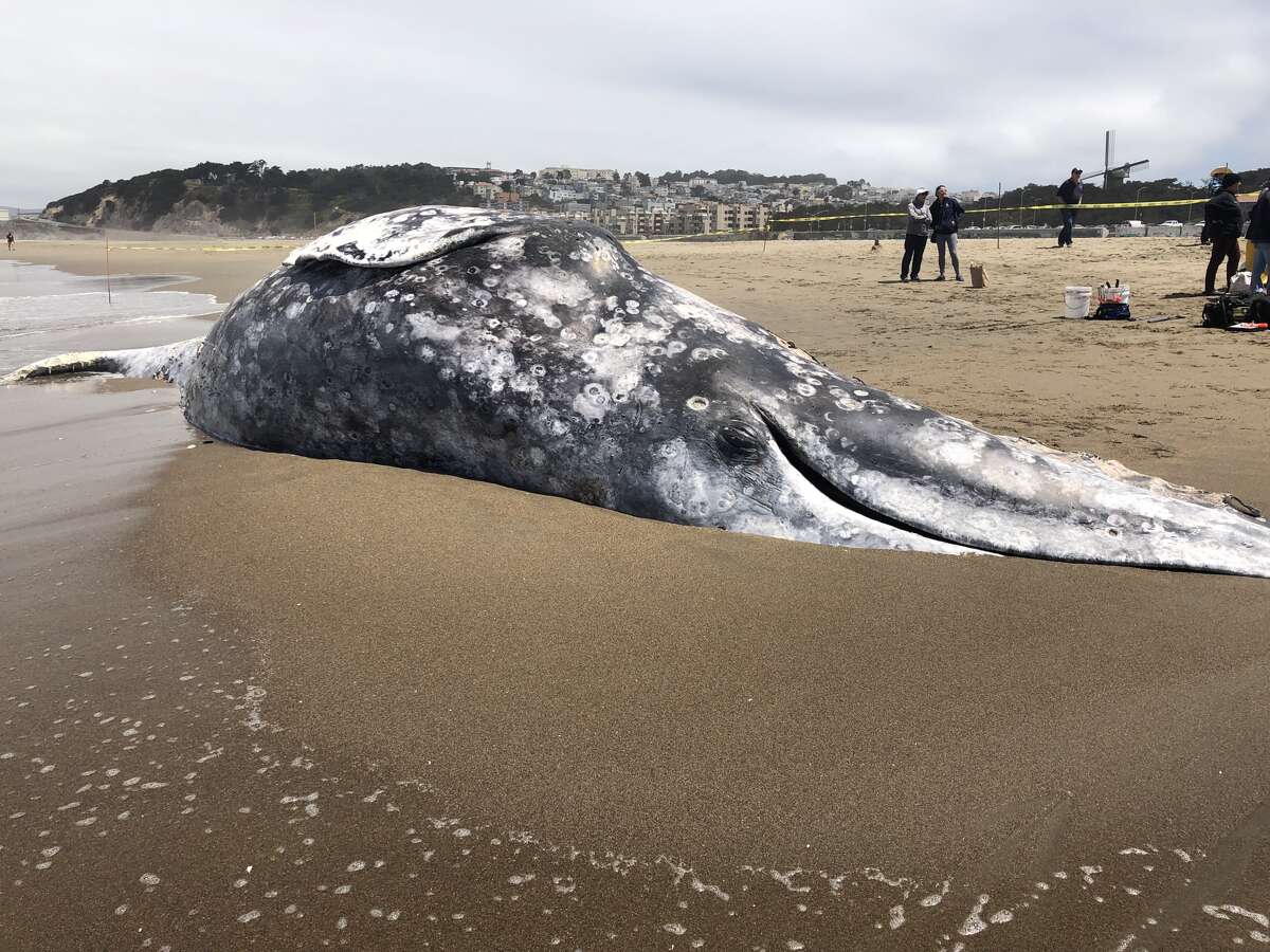 A dead gray whale washed ashore on San Francisco's Ocean Beach on June 20, 2021.