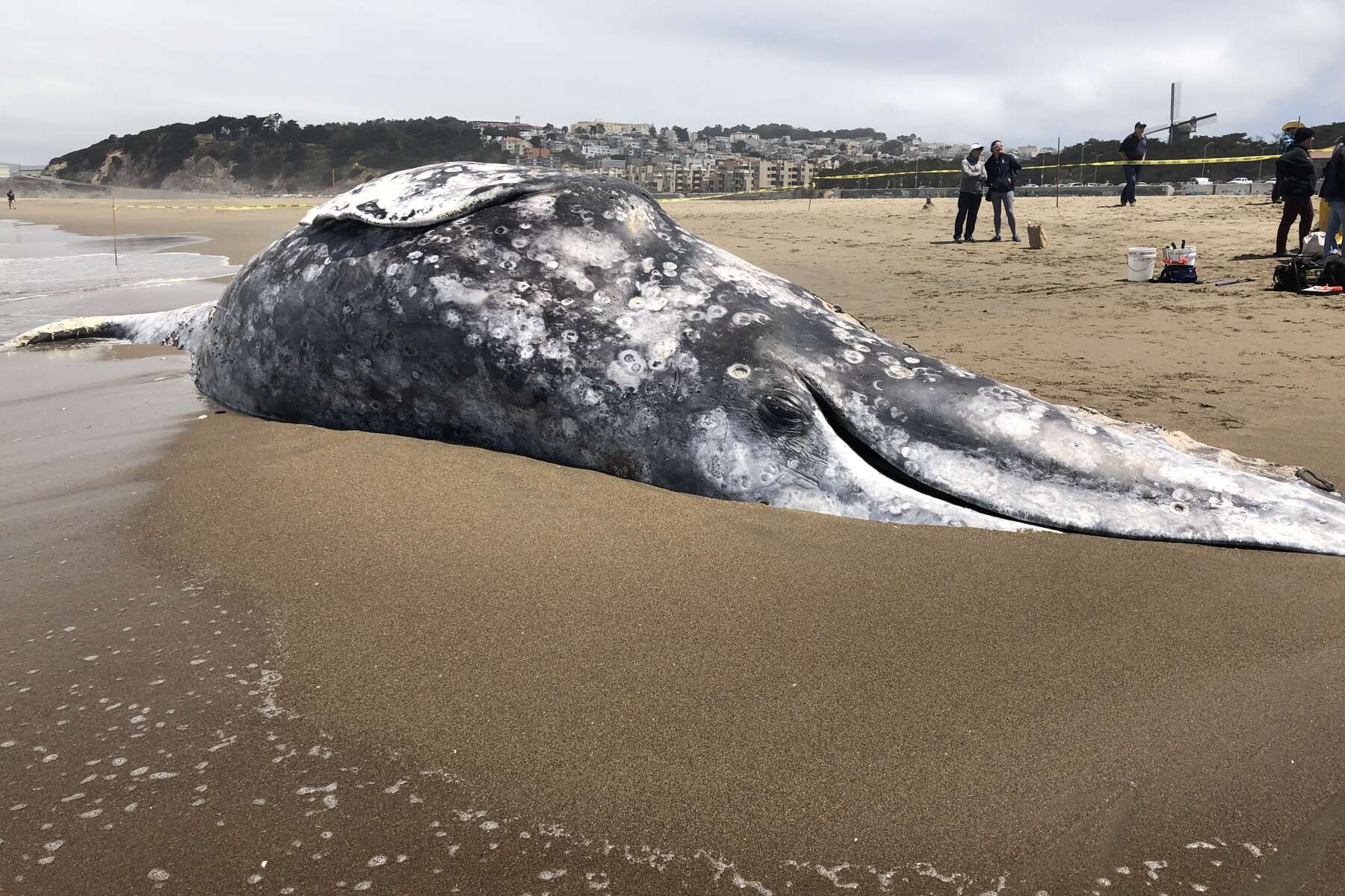 Beached Whales Found Dead On Hawaii Beach