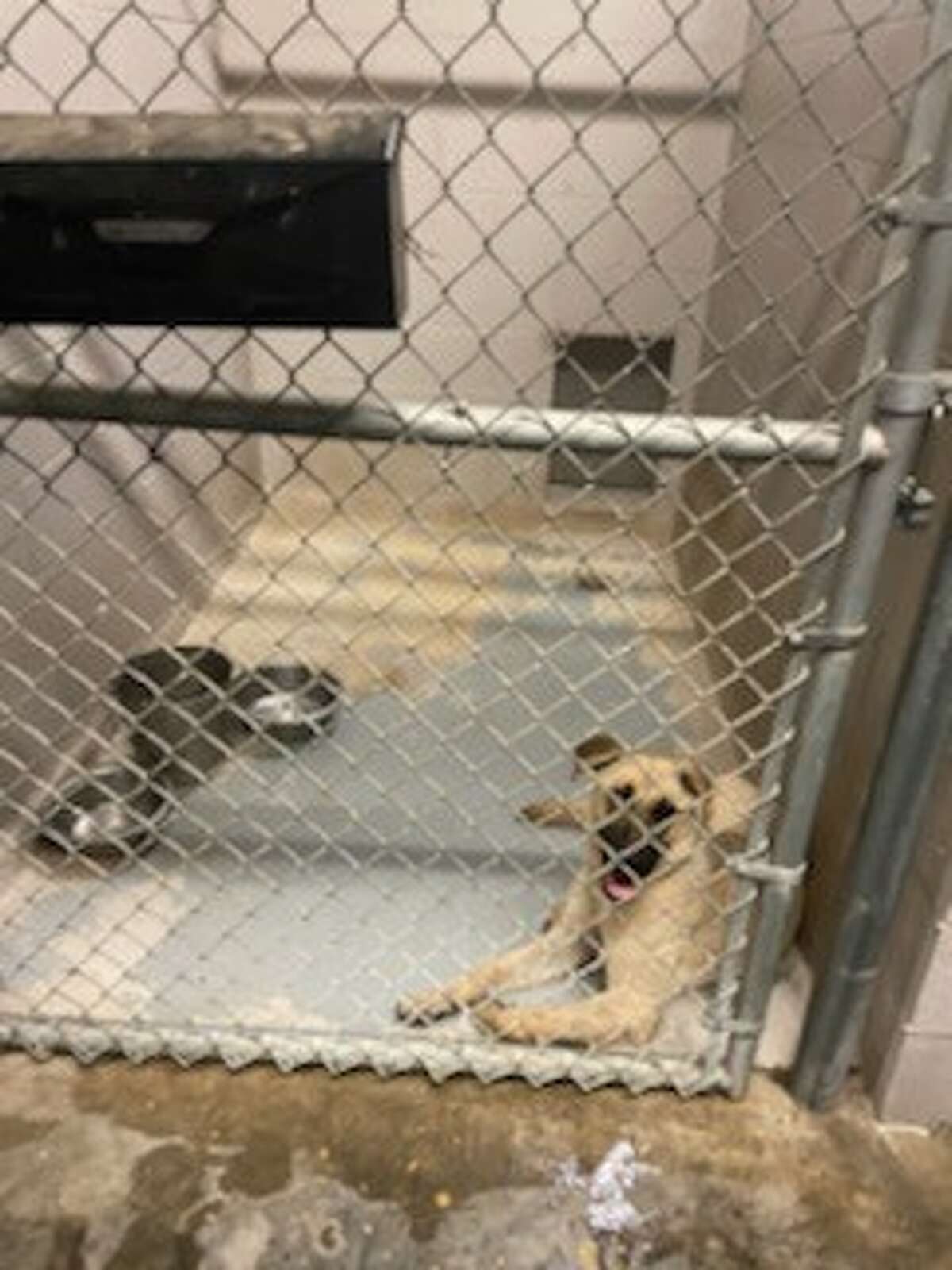 Laredo animal shelter temporarily stops intake after shocking photos go