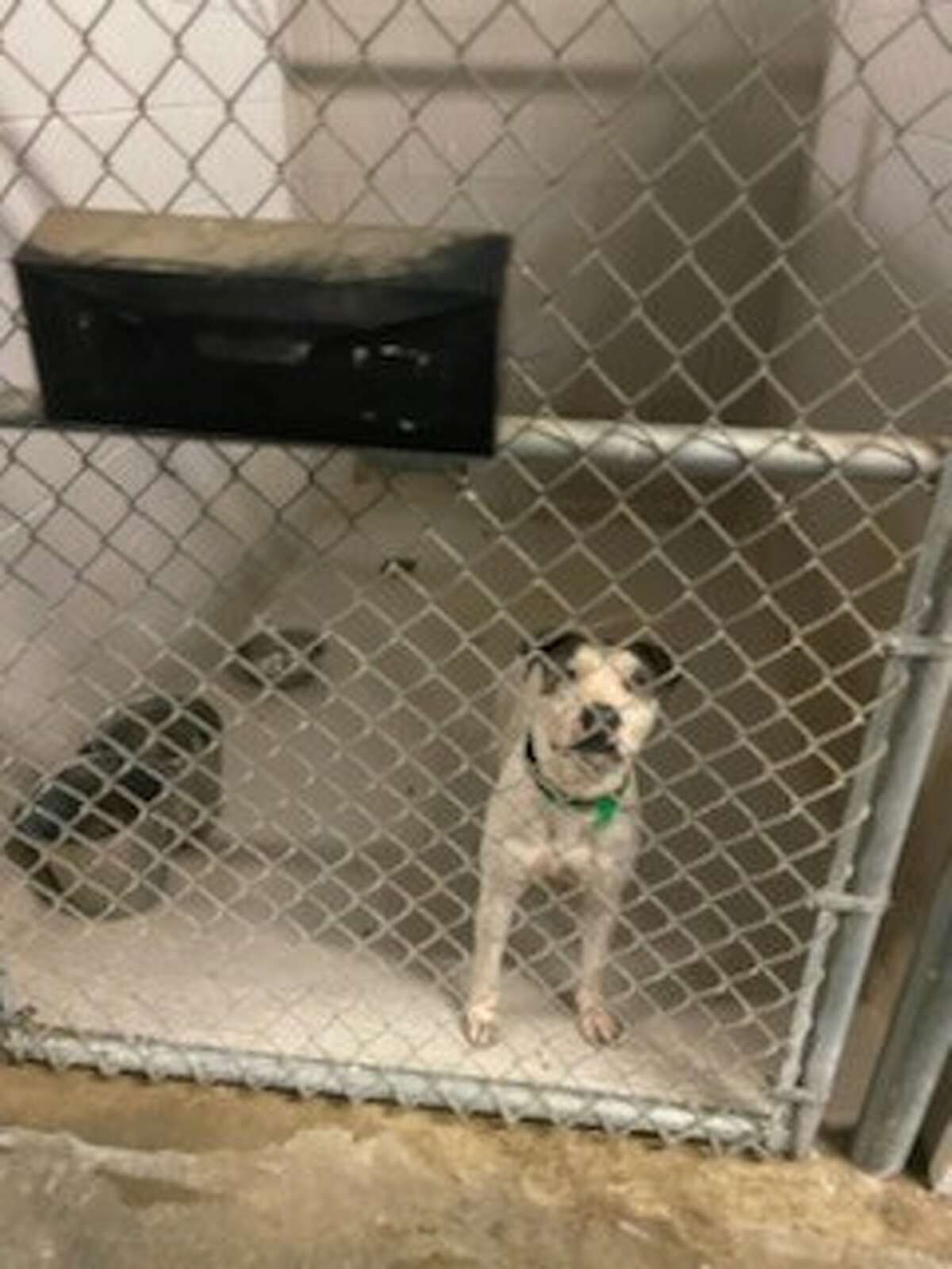 Laredo animal shelter temporarily stops intake after shocking photos go ...