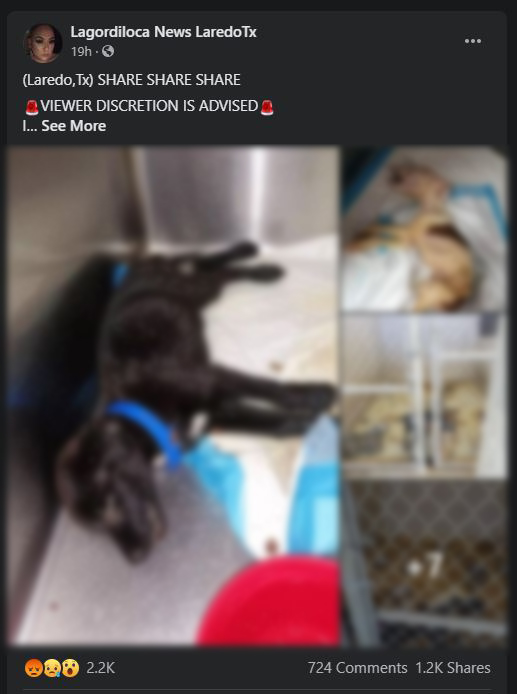 Laredo animal shelter temporarily stops intake after shocking photos go
