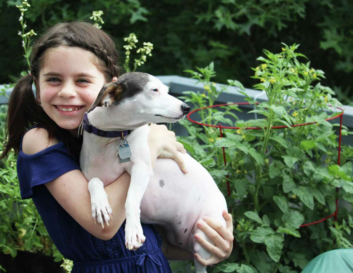 6 ways to hang out with your dog in Connecticut