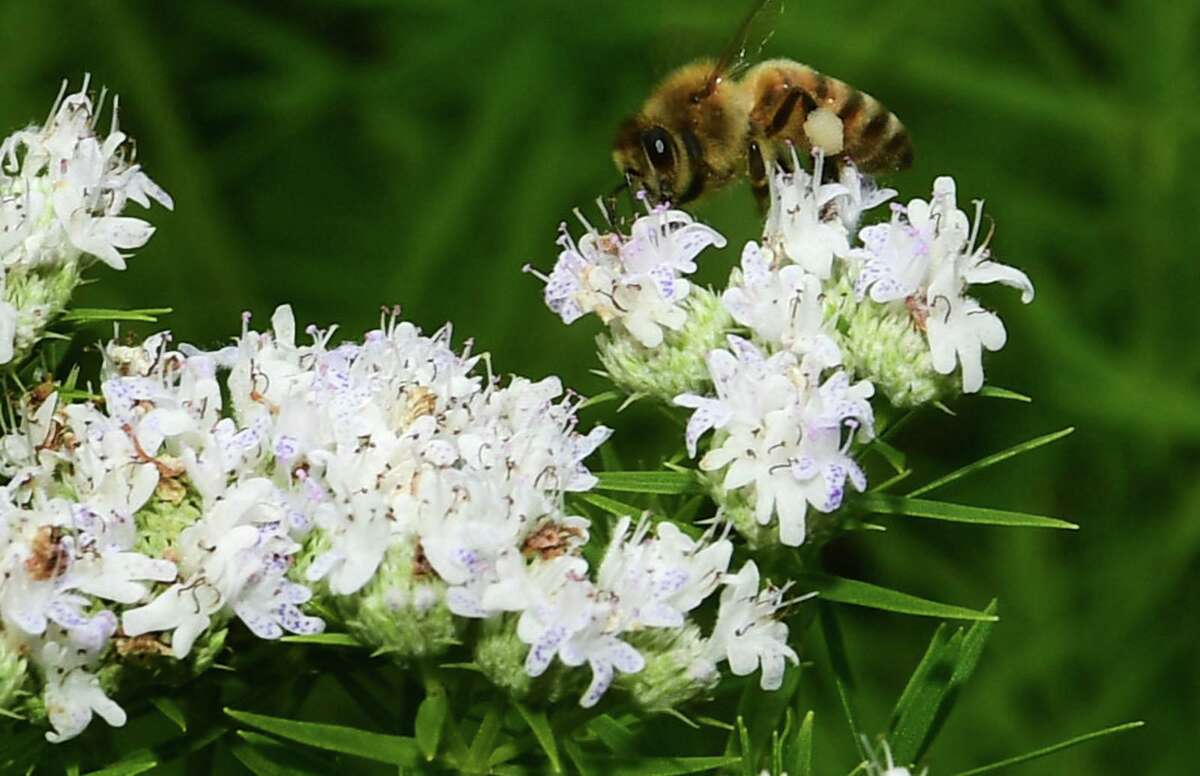 To combat the habitat loss contributing to the severe declines in the native bees, butterflies and other pollinators necessary for the survival of crops, Fairfield County residents have been creating a Pollinator Pathway.