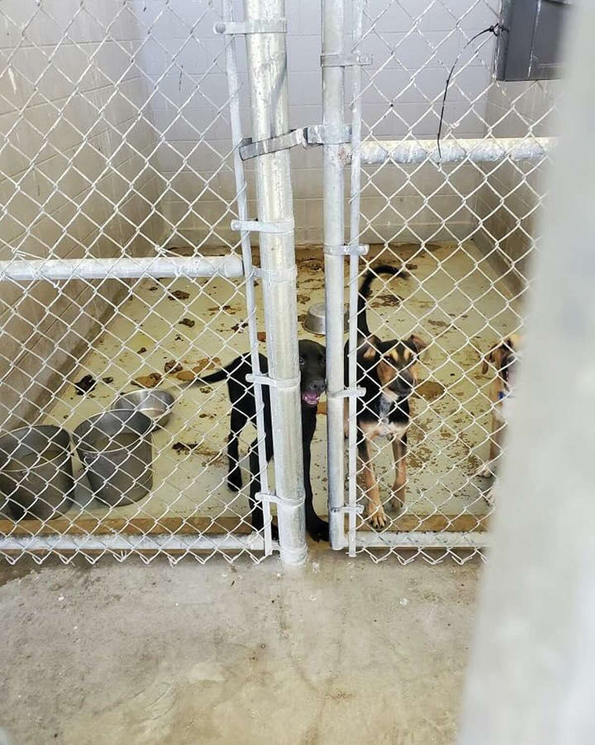 Laredo animal shelter temporarily stops intake after shocking photos go