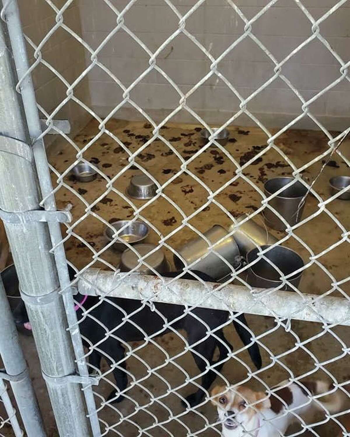 Laredo animal shelter temporarily stops intake after shocking photos go