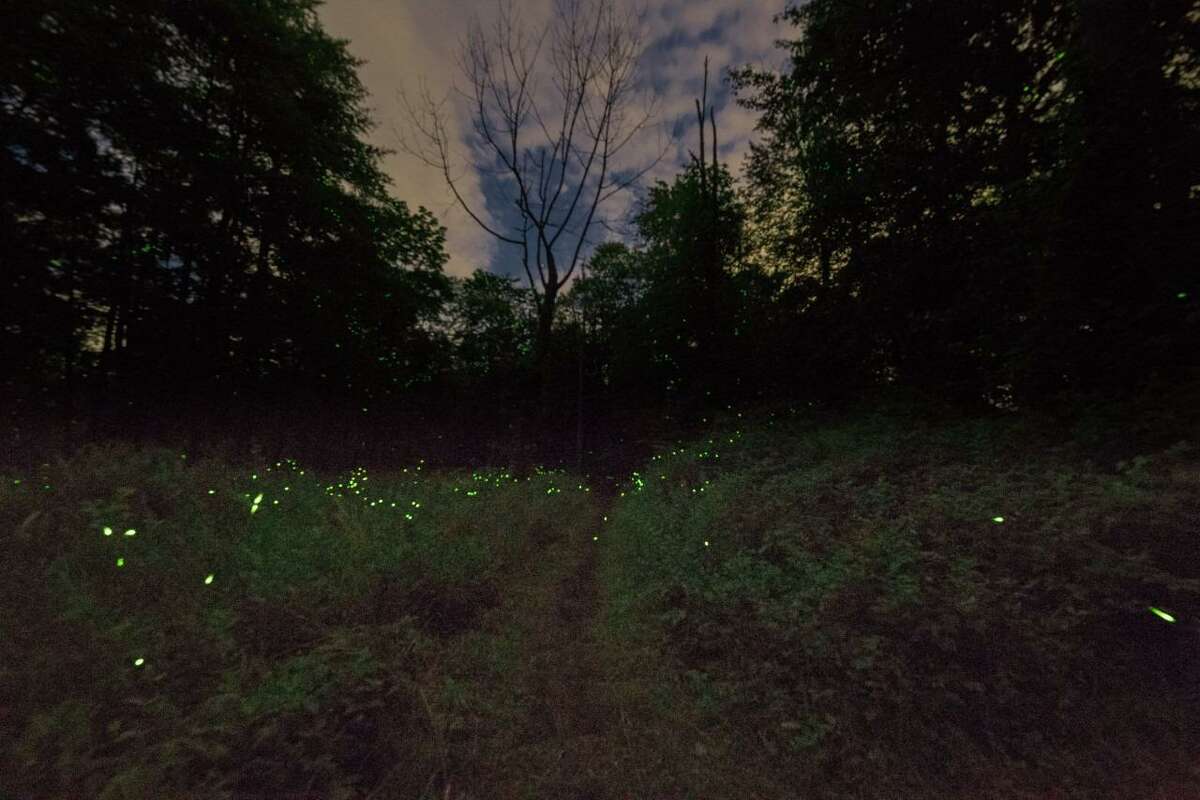 The New Canaan Land Trust has introduced a registration system for visitors to its Firefly Sanctuary during the early summer’s peak firefly viewing timeframe.