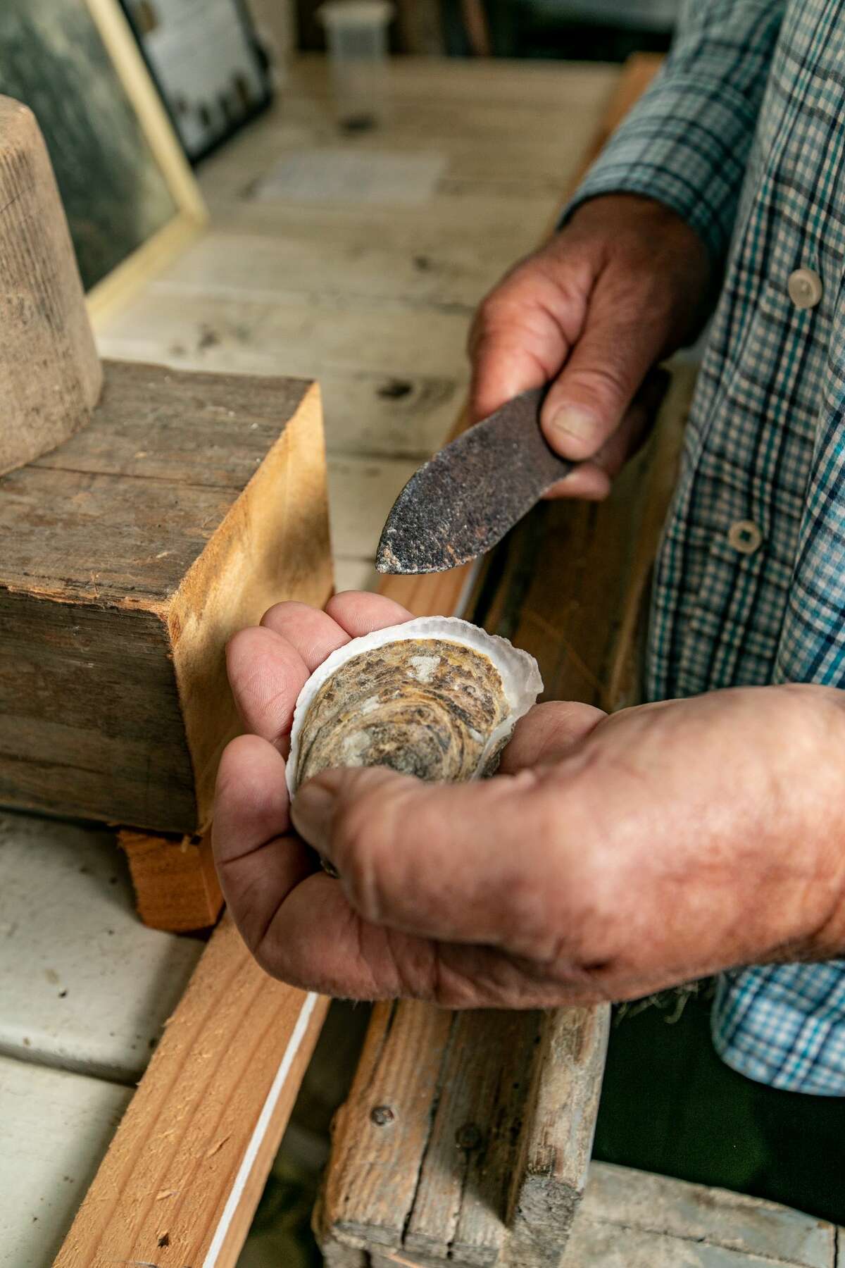 Norm Bloom demonstrates how to shuck an oyster at Copps Island Oysters in Norwalk, Conn., on June 2, 2021.