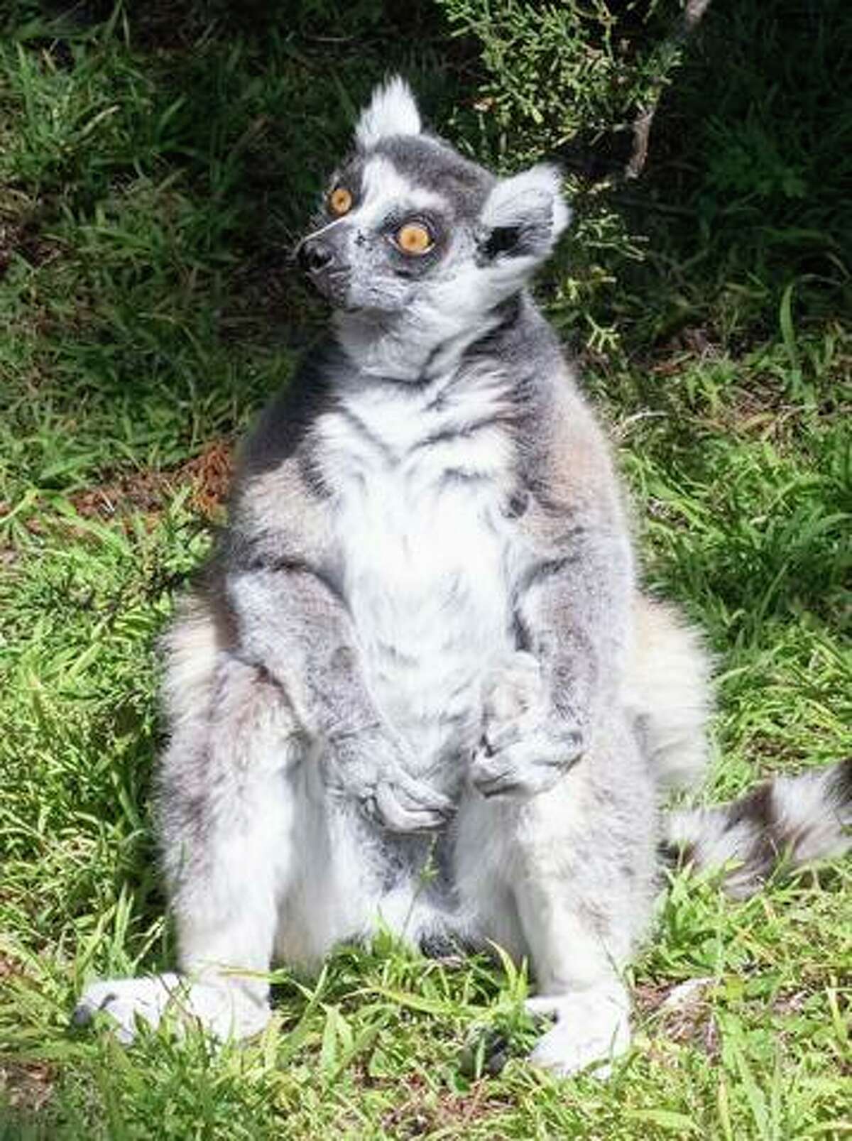Maki, the lemur stolen last year from S.F. Zoo.