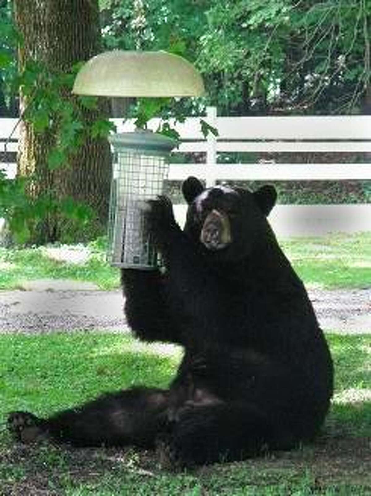 FILE PHOTO: Black bears are commonly seen in many areas of Connecticut.