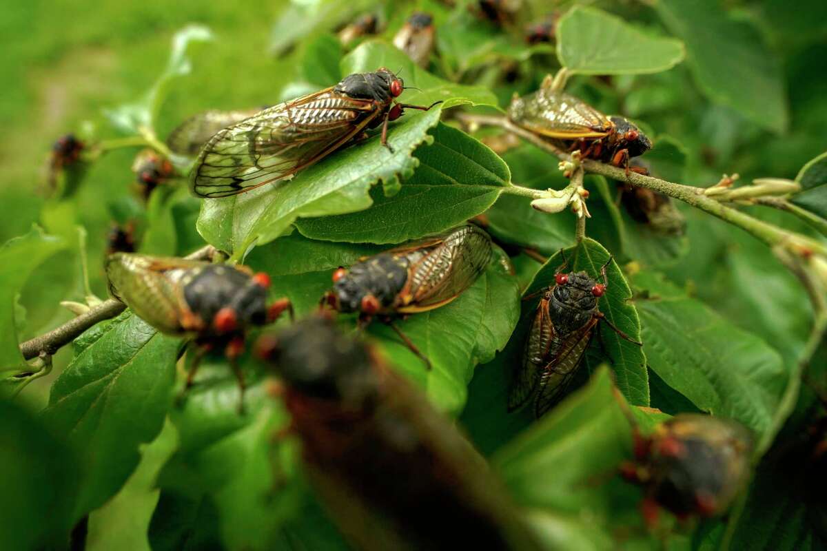 Adult cicadas cover a plant, Monday, May 17, 2021, at Woodend Sanctuary and Mansion, in Chevy Chase, Md. Reporters traveling to the United Kingdom ahead of President Joe Biden’s first overseas trip were delayed seven hours late Tuesday after their chartered plane was overrun by cicadas.The Washington, D.C. area is among the many parts of the country suffering under the swarm of Brood X, a large emergence of the loud 17-year insects that take to dive-bombing onto moving vehicles and unsuspecting passersby. Weather and crew rest issues also contributed to the flight delay.(AP Photo/Carolyn Kaster)