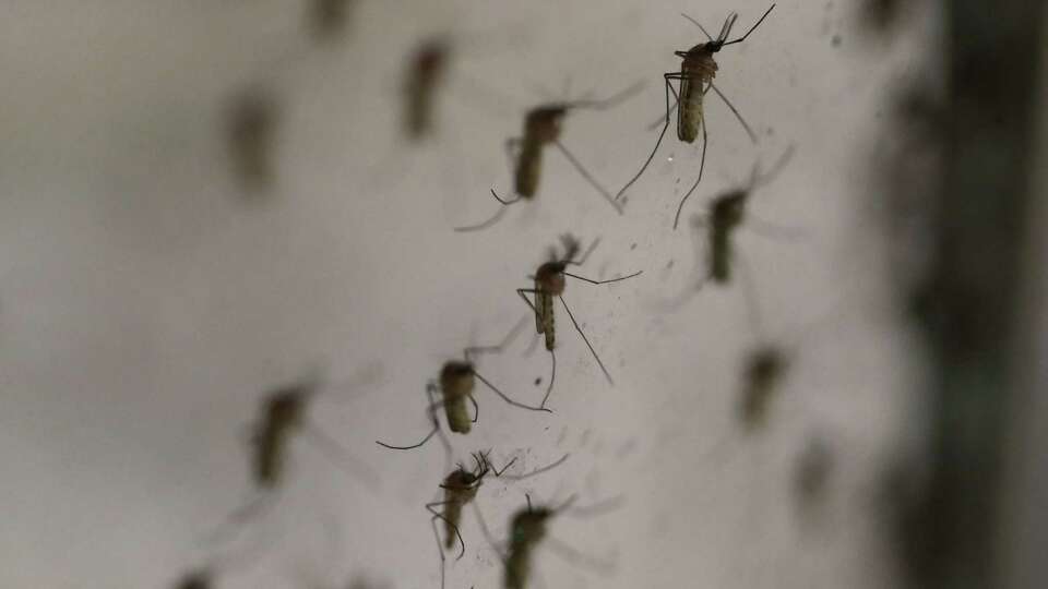 Mosquitos fly around a container Wednesday, June 9, 2021, at Harris County Public Health's mosquito surveillance lab in Houston.