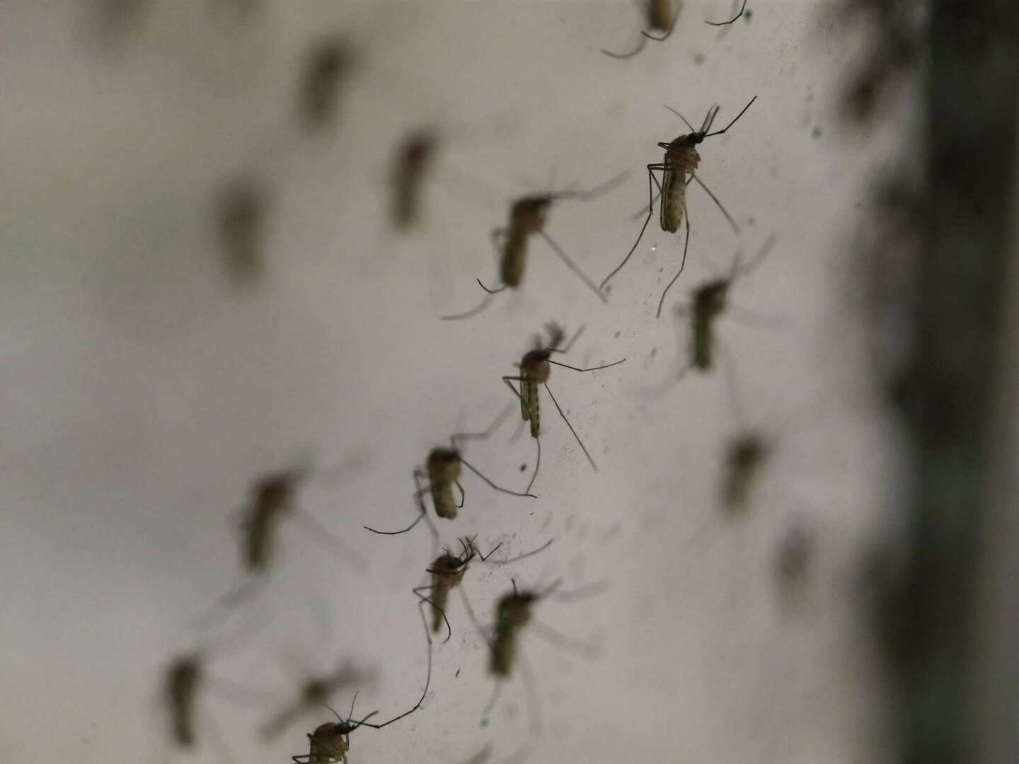 Mosquito season is here: What to expect for 2024