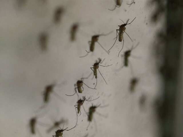 Mosquito Season Is Here: What To Expect For 2024