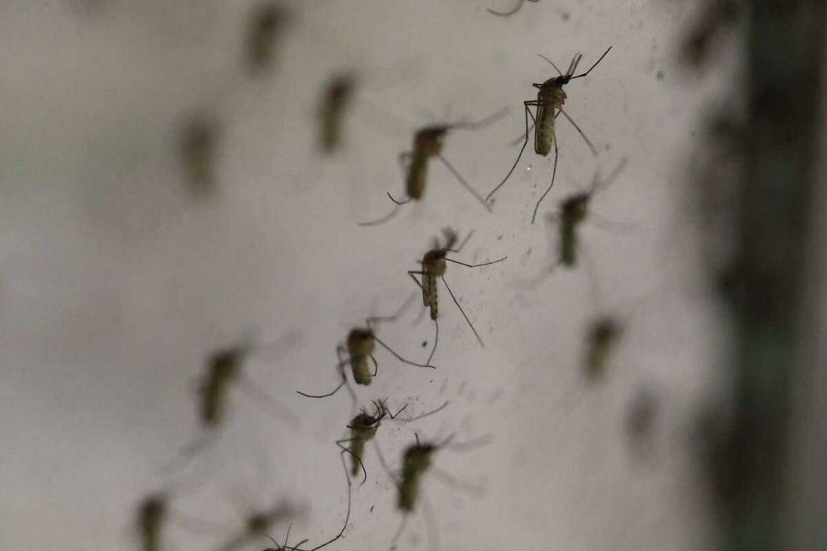 Mosquitos fly around a container Wednesday, June 9, 2021, at Harris County Public Health's mosquito surveillance lab in Houston.