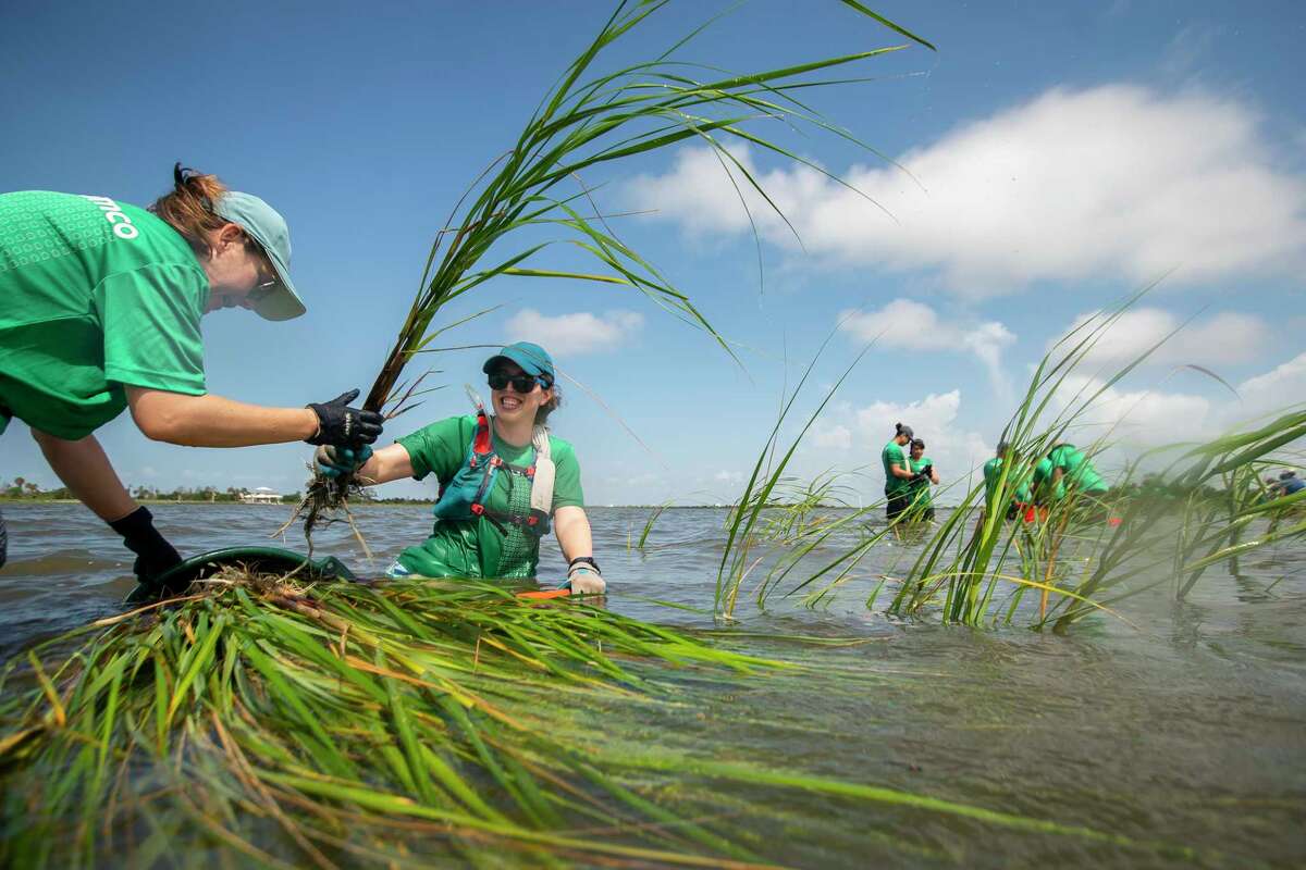 Volunteers wade into Galveston Bay shoreline to plant marsh grass