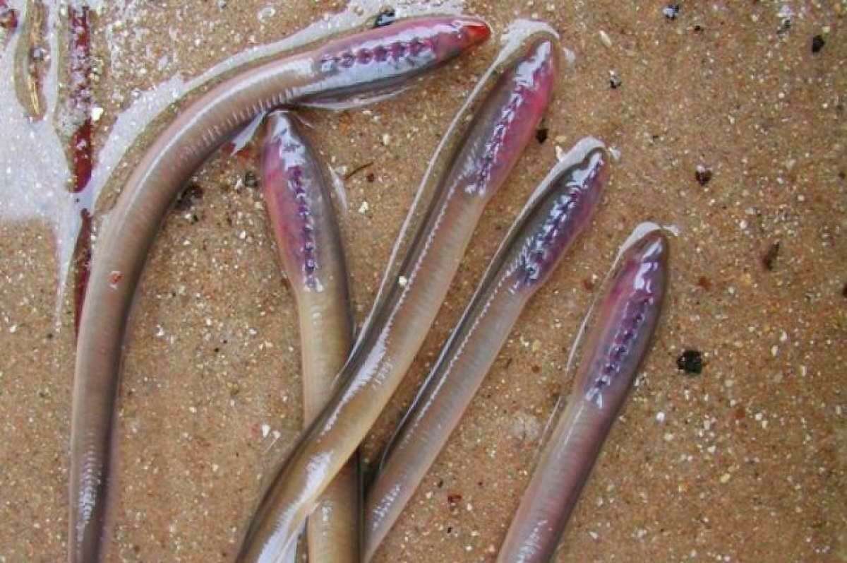 The U.S. Fish and Wildlife Service will treat the Little Manistee River between June 7-30 to kill sea lamprey larvae burrowed into the stream bottom. (Hammond Bay Biological Station/U.S. Geological Survey/Courtesy photo)