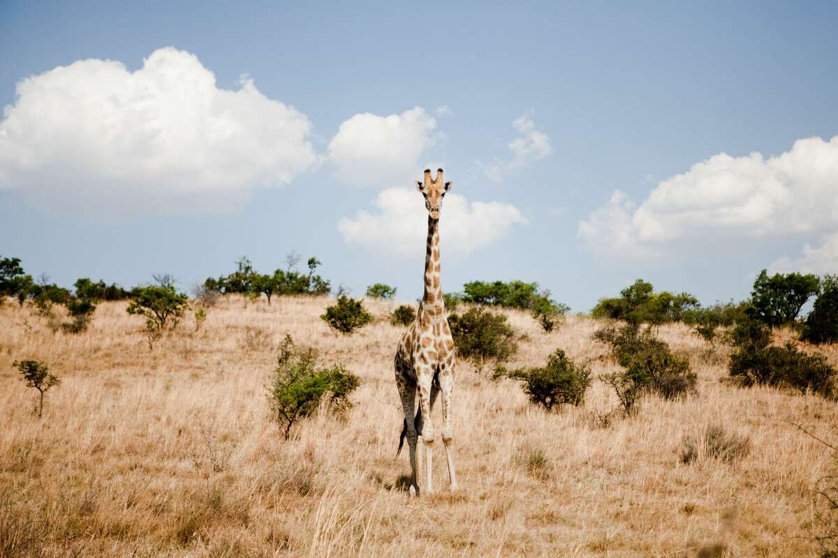 Delta plans to bring back Atlanta-Johannesburg flights Aug. 1 with the longest nonstop route in the carrier's system. Here, a young giraffe as seen on a South African safari. 